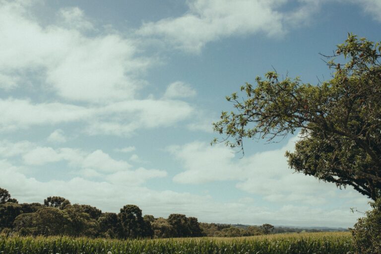 Expansive countryside with lush green fields and open sky, highlighting natural beauty.